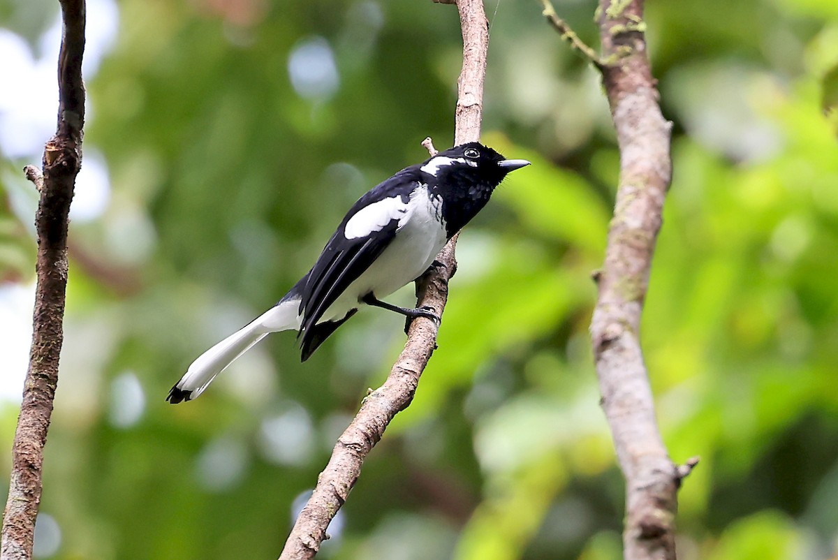 Malaita Monarch - Phillip Edwards