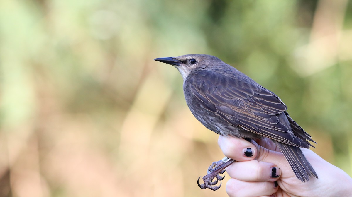 European Starling - ML609573227