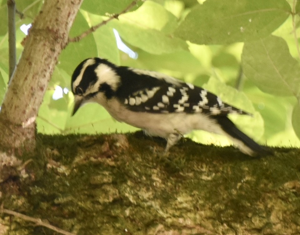Downy Woodpecker - ML609573228
