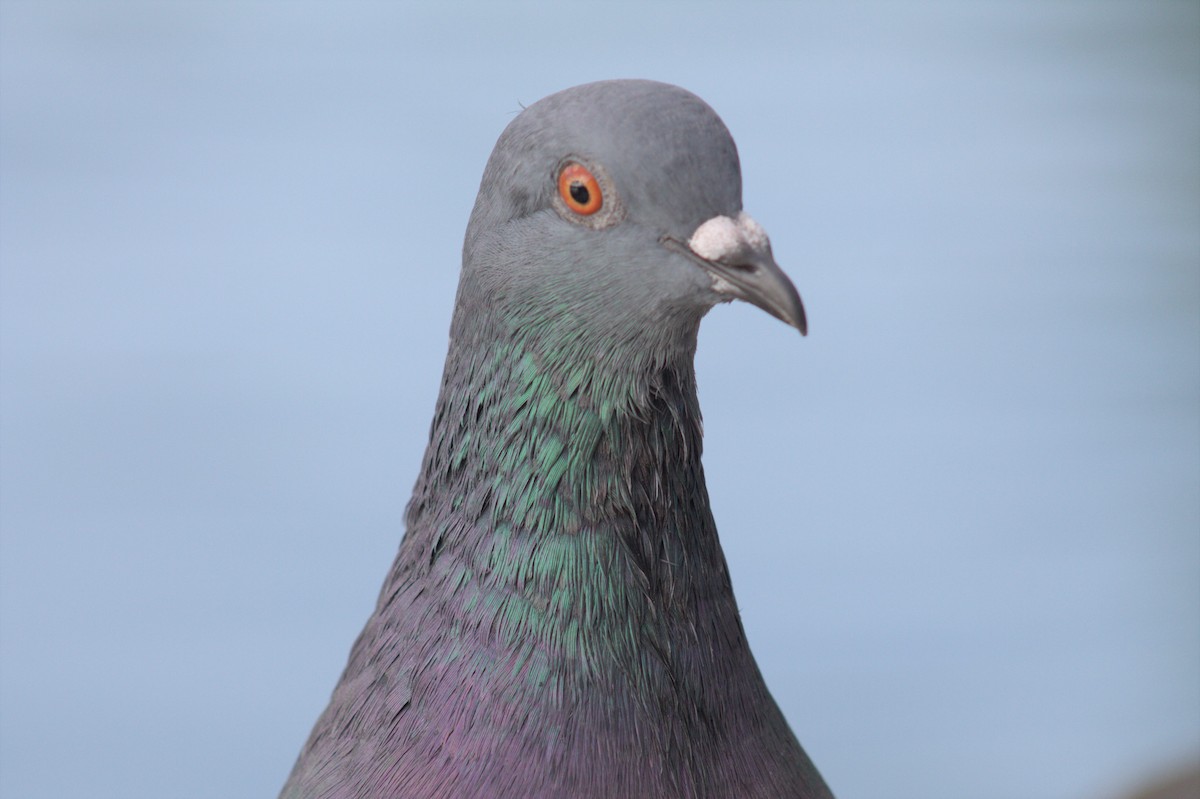 Pigeon biset (forme domestique) - ML609573263