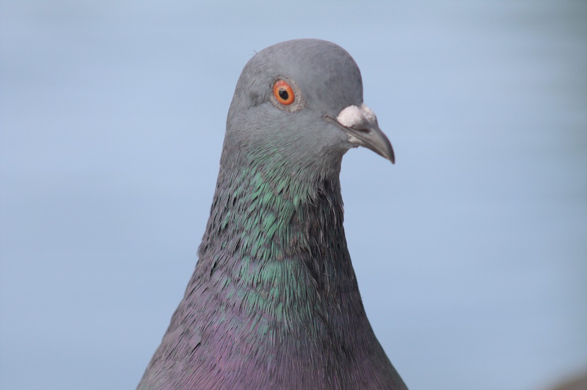 Rock Pigeon (Feral Pigeon) - ML609573263