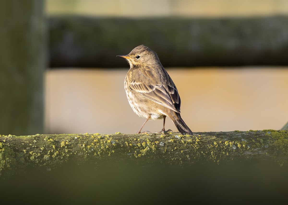 Rock Pipit - Kim Erlend Vidal