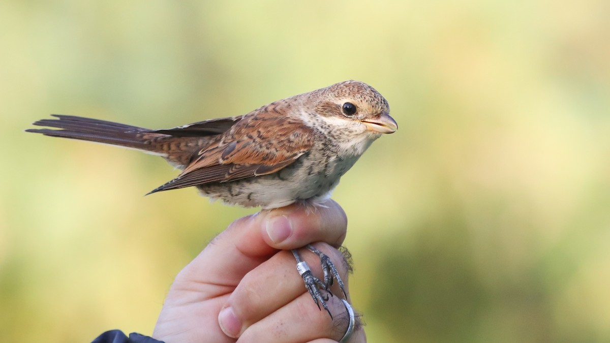 Red-backed Shrike - David Santamaría Urbano