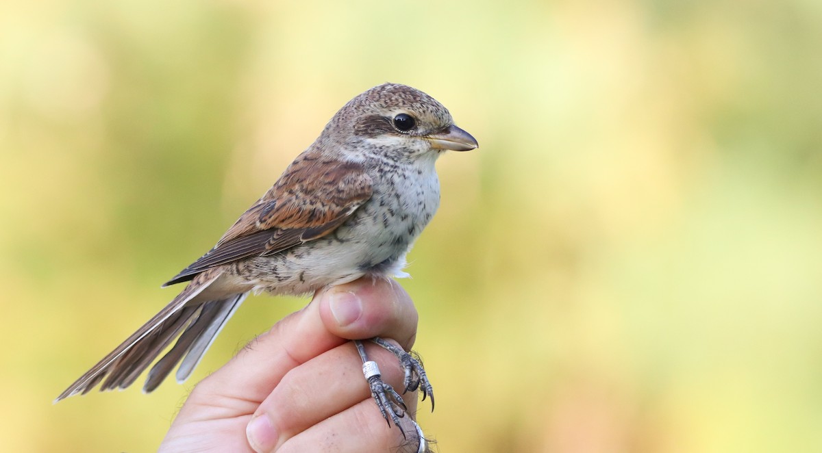 Red-backed Shrike - ML609573284