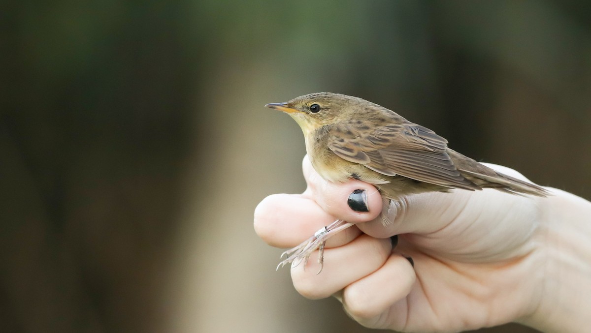 Common Grasshopper Warbler - ML609573307