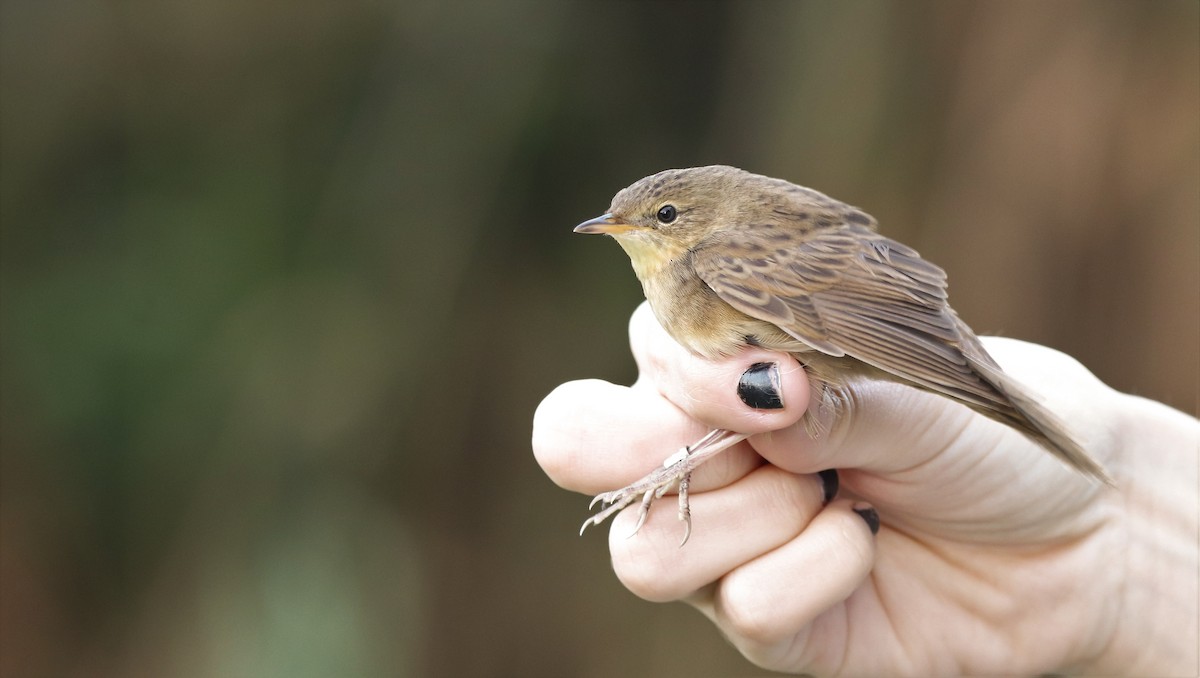 Common Grasshopper Warbler - ML609573309