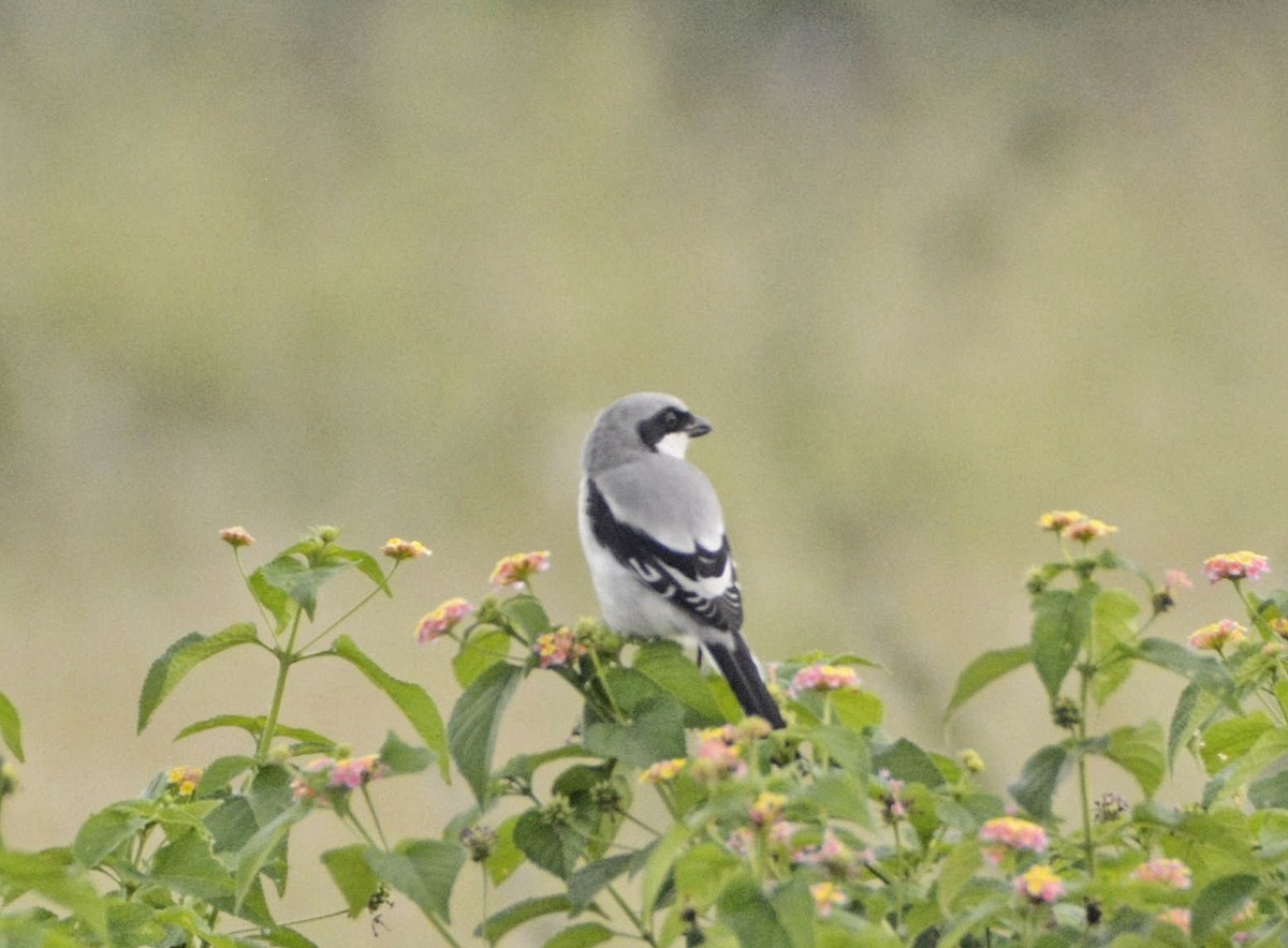 Great Gray Shrike - ML609573324