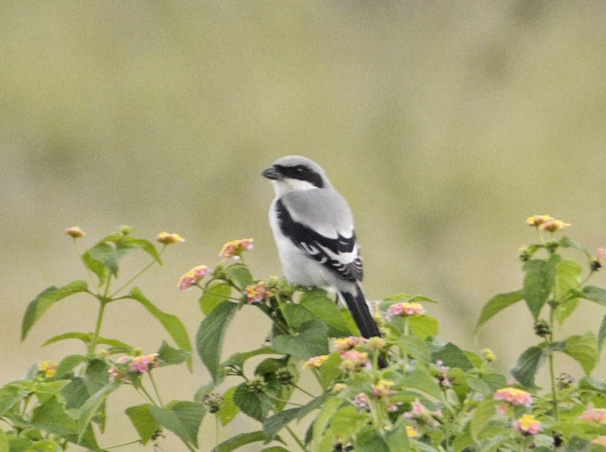 Great Gray Shrike - ML609573325