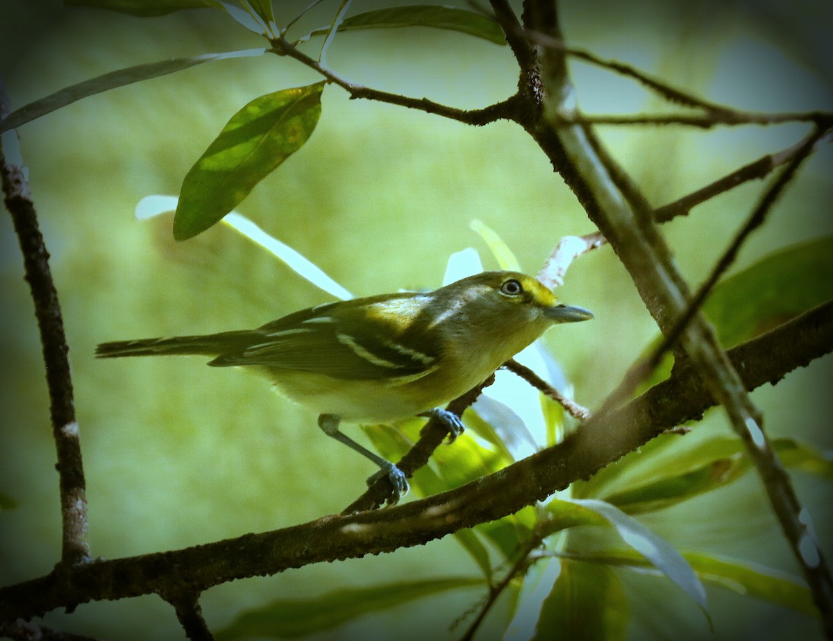 Ak Gözlü Vireo - ML609573359