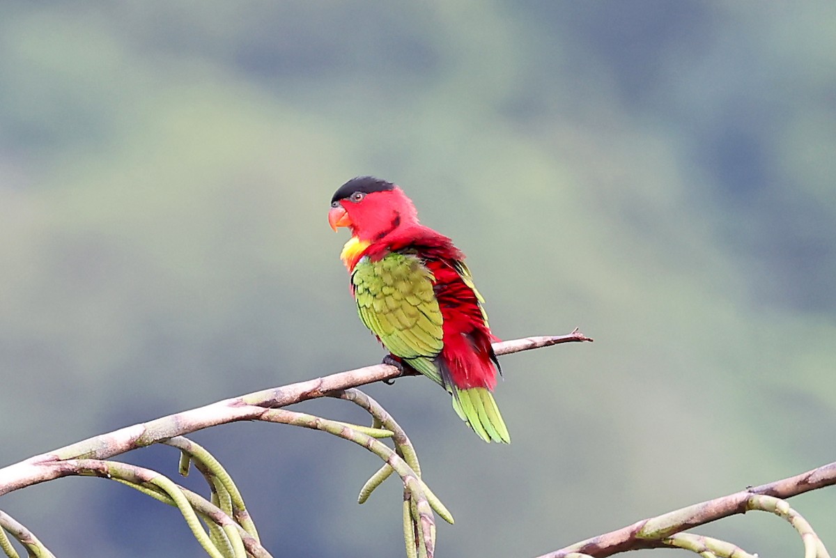 Yellow-bibbed Lory - ML609573471