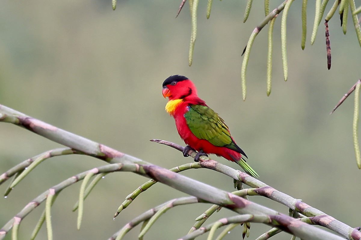 Yellow-bibbed Lory - ML609573474