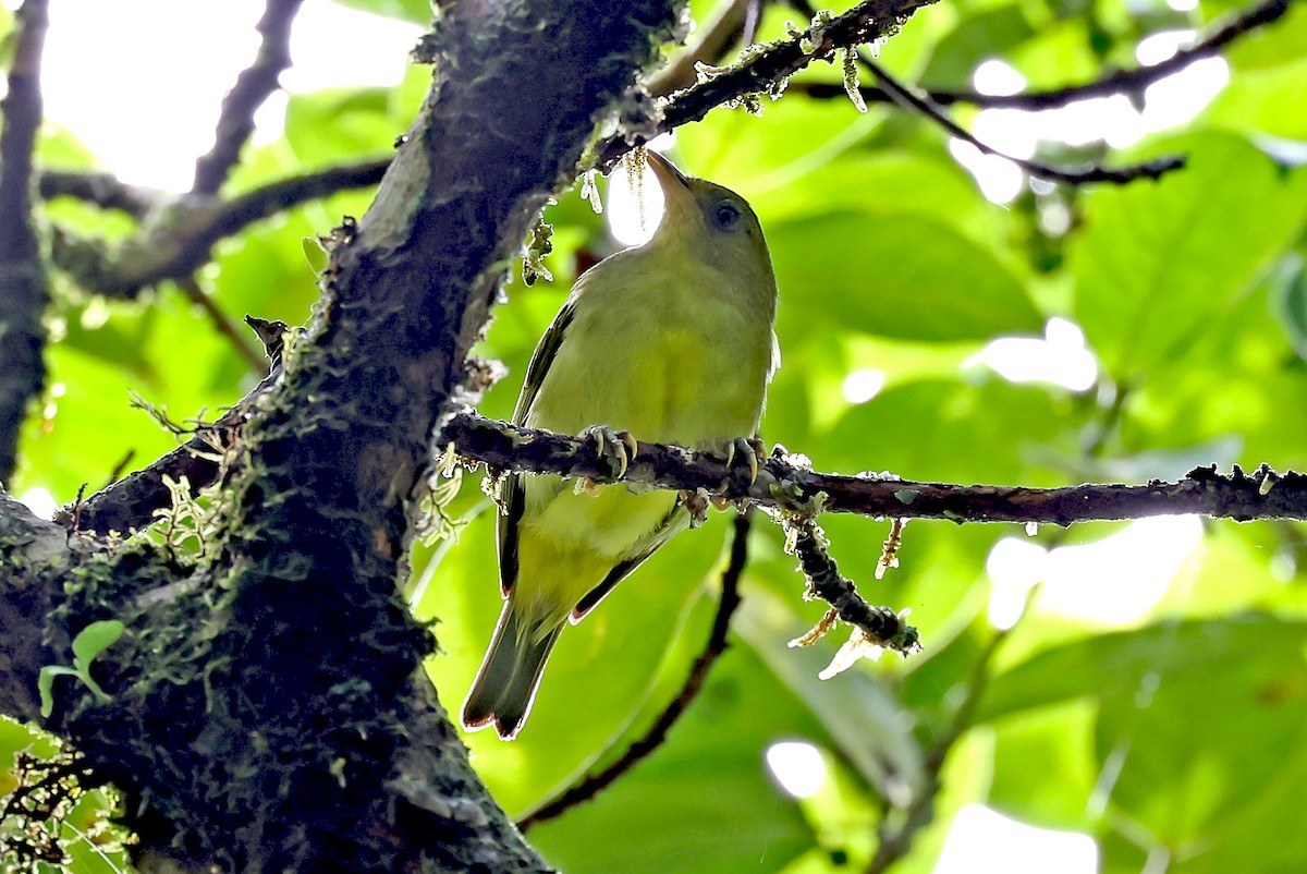 Zostérops de Malaita - ML609573499