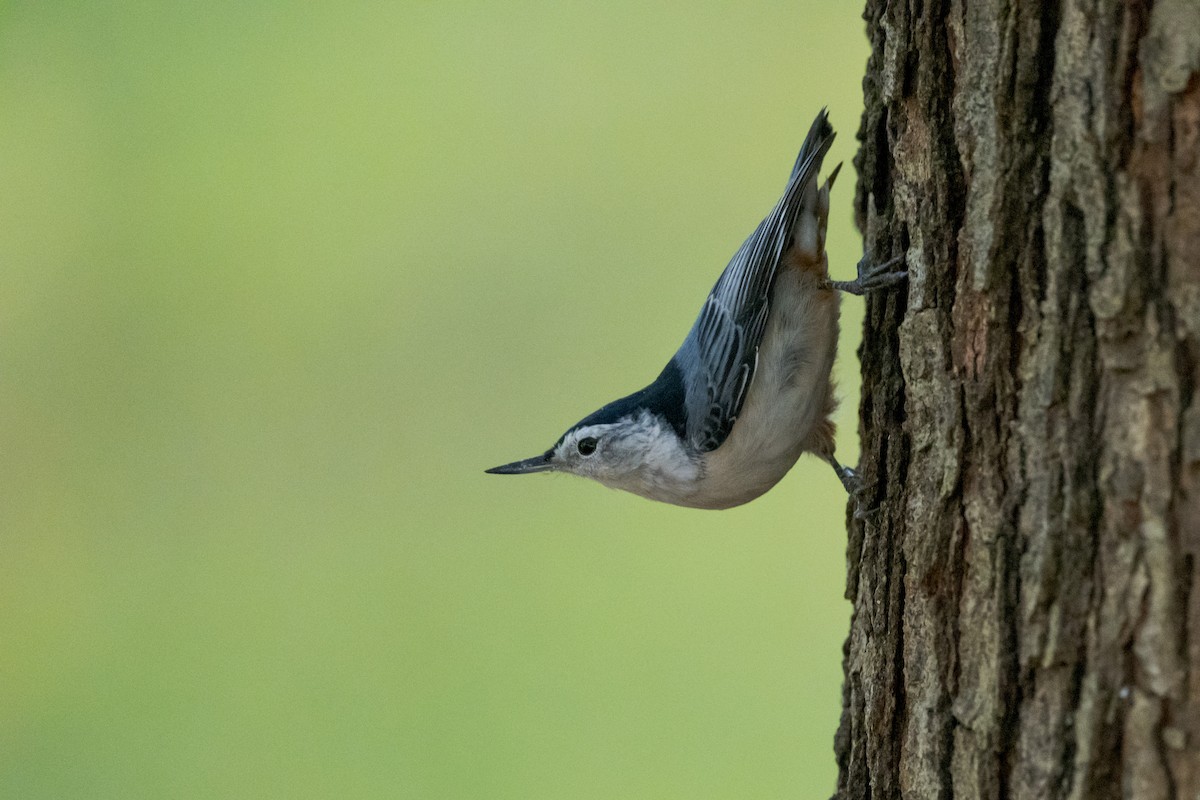 White-breasted Nuthatch - David Joiner