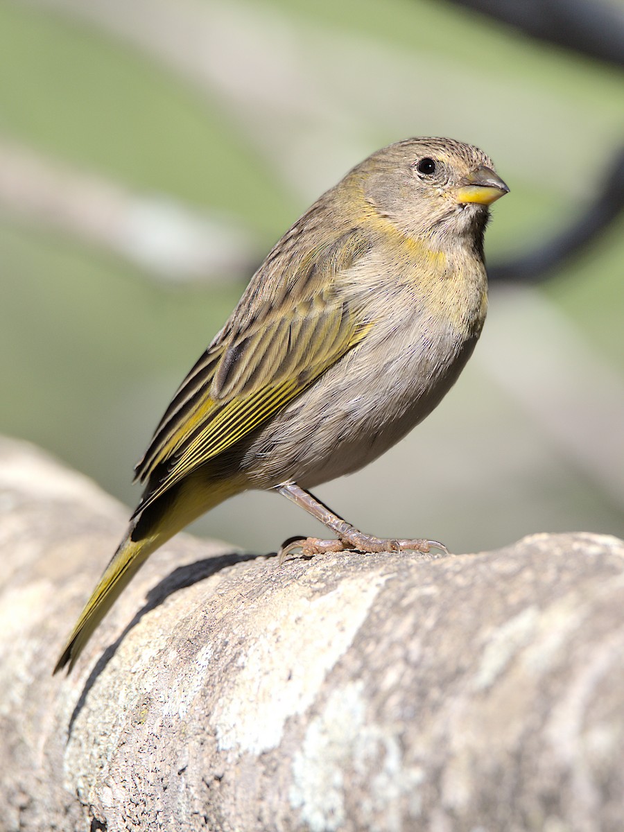 Saffron Finch - ML609573610