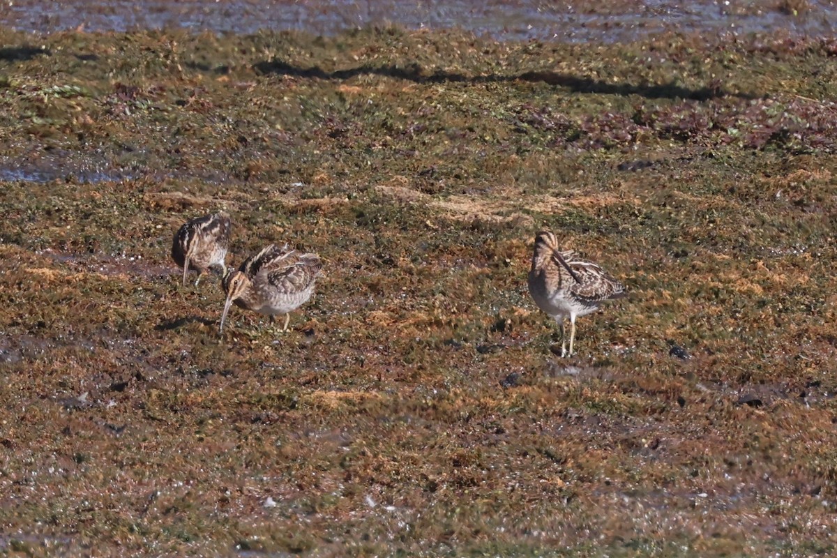 Wilson's Snipe - Charlie Kaars