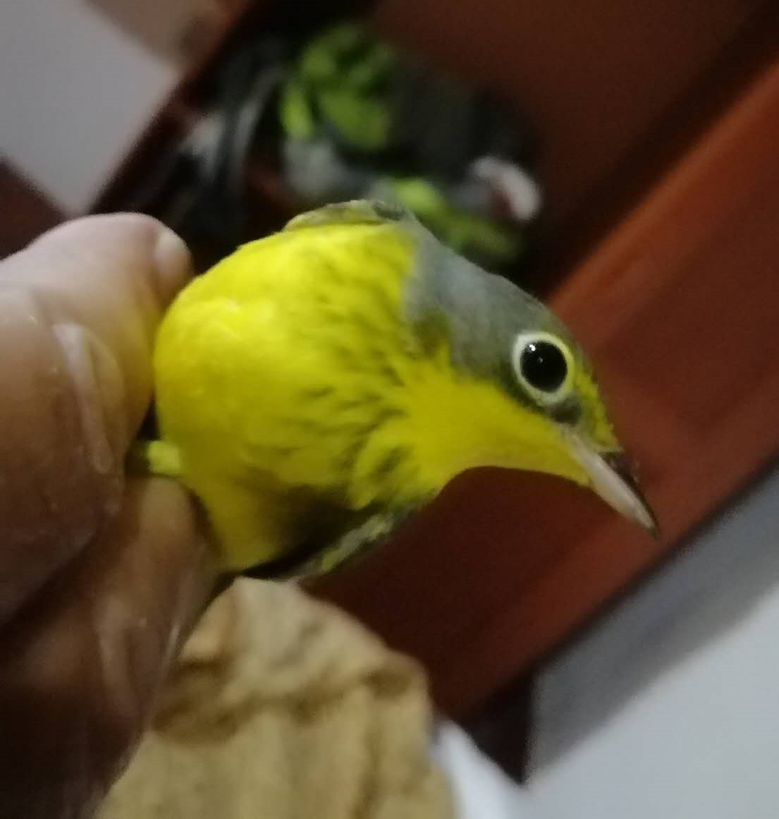 Canada Warbler - Carlo Castellani