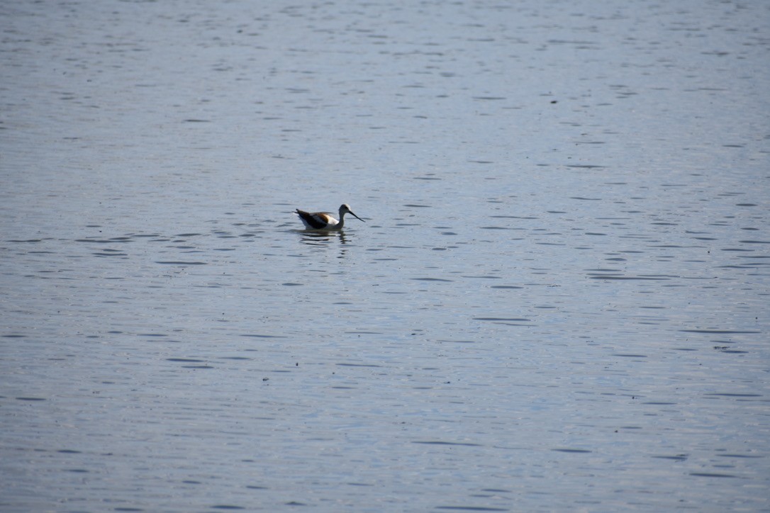 American Avocet - Ann Robben Dott