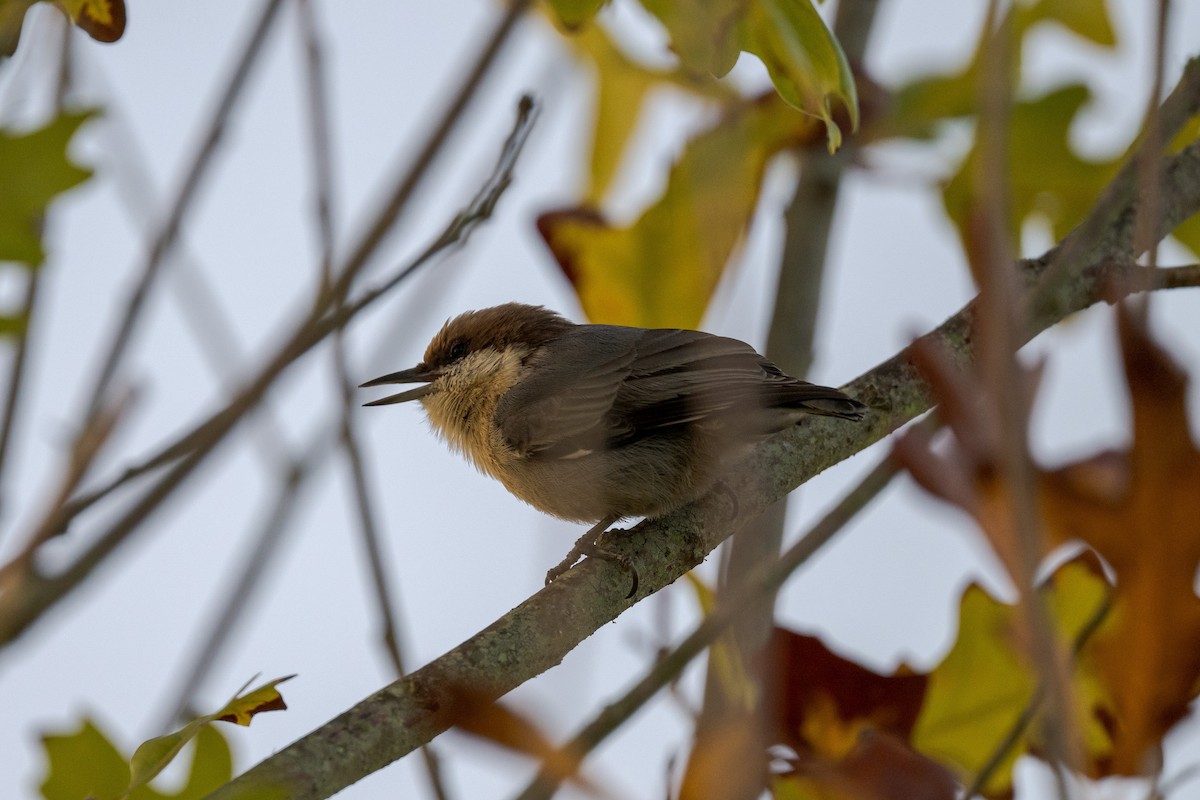 Brown-headed Nuthatch - ML609573864