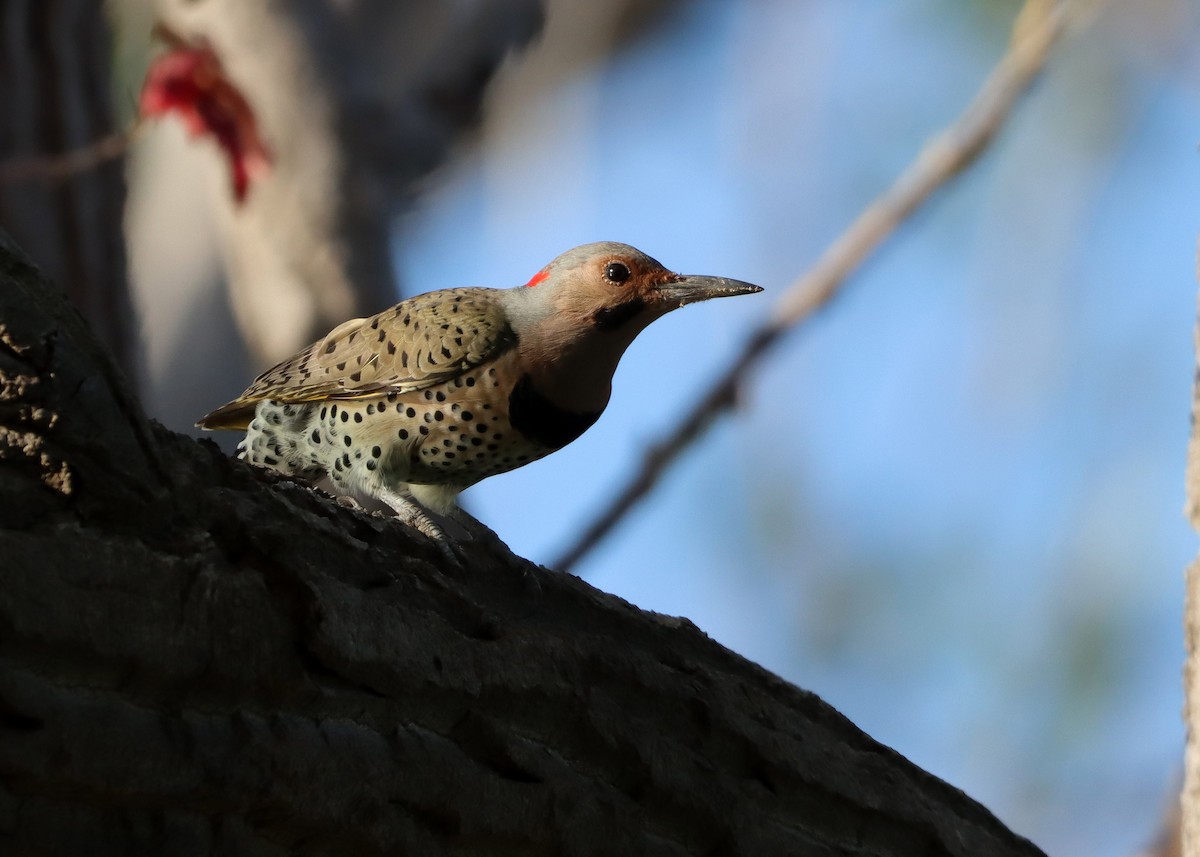 Northern Flicker (Yellow-shafted) - ML609573899