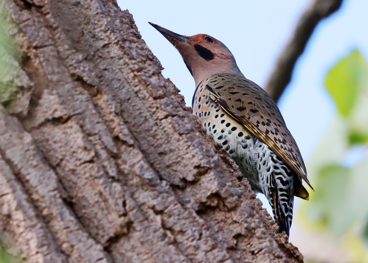 Northern Flicker (Yellow-shafted) - ML609573900