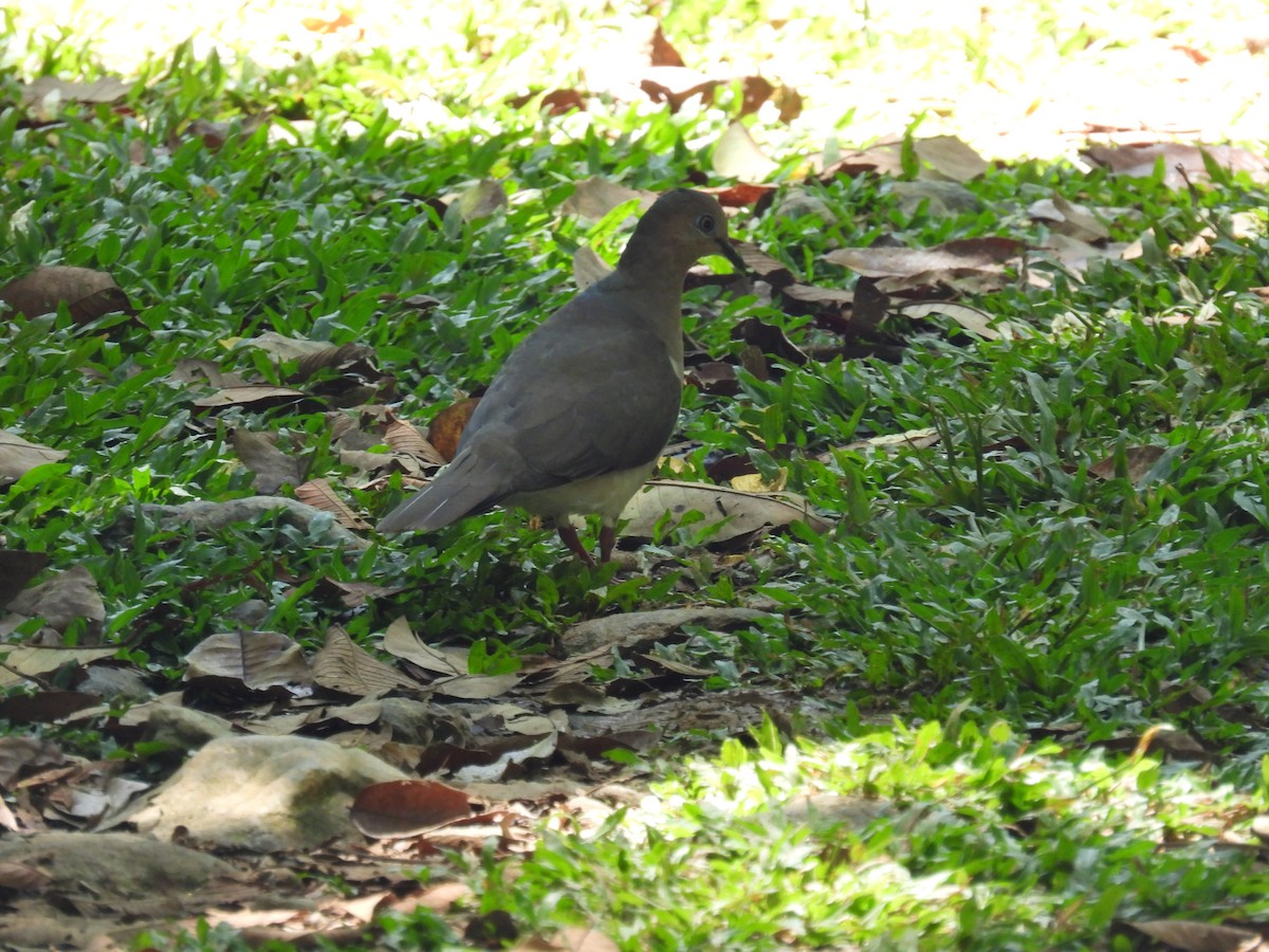 White-tipped Dove - ML609573987