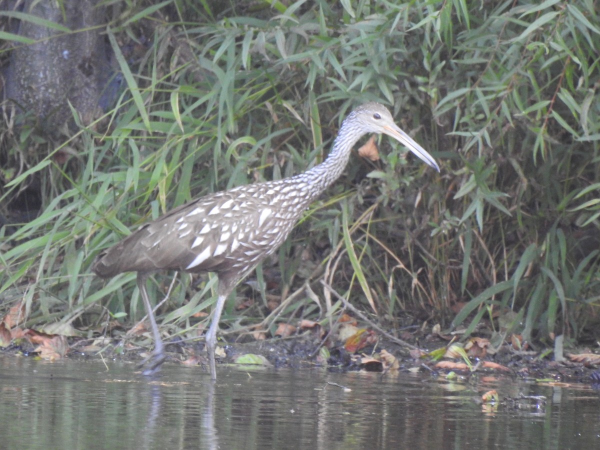 Limpkin - Sheryl Galvez