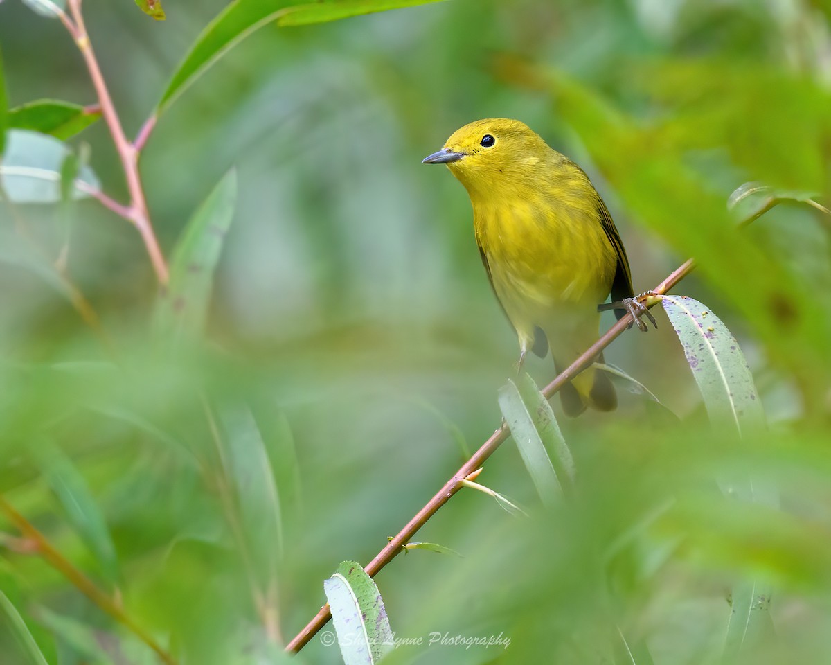 Yellow Warbler - ML609574061