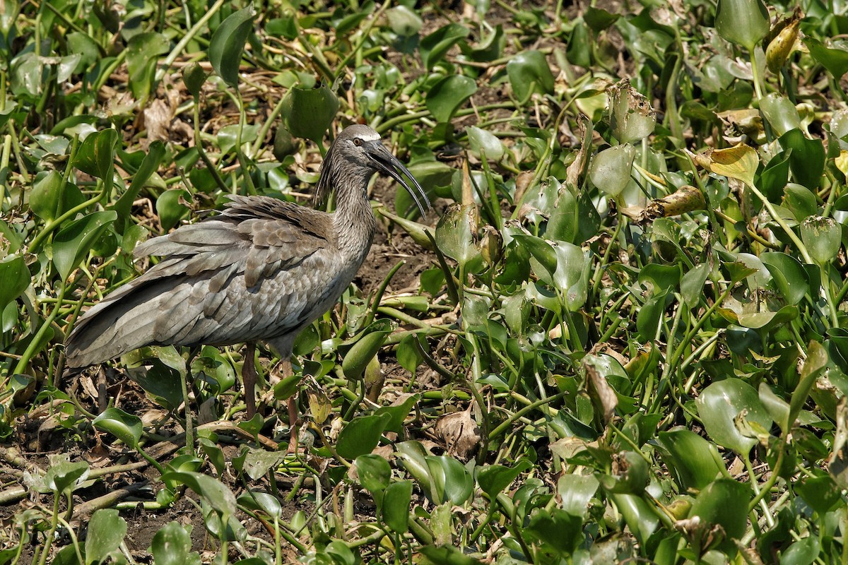 ibis běločelý - ML609574081