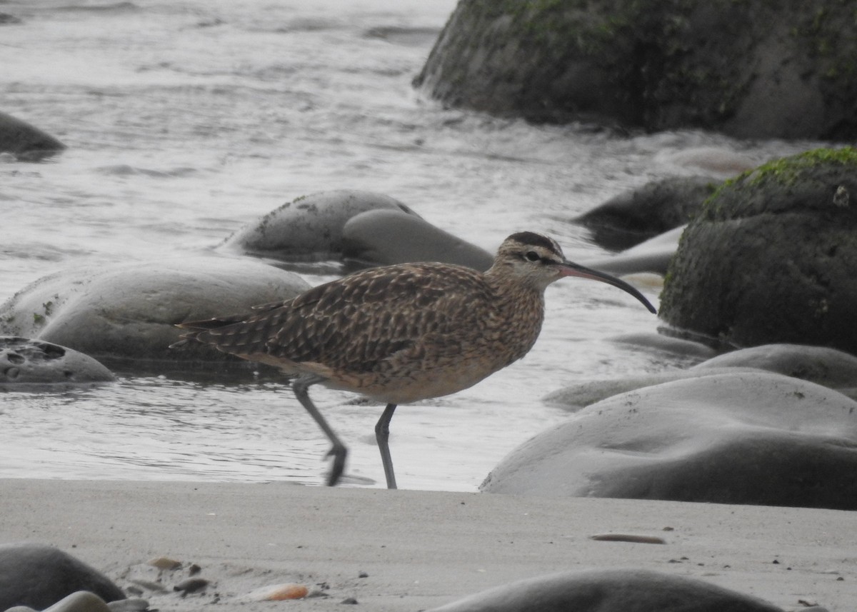 Whimbrel (Hudsonian) - ML609574118