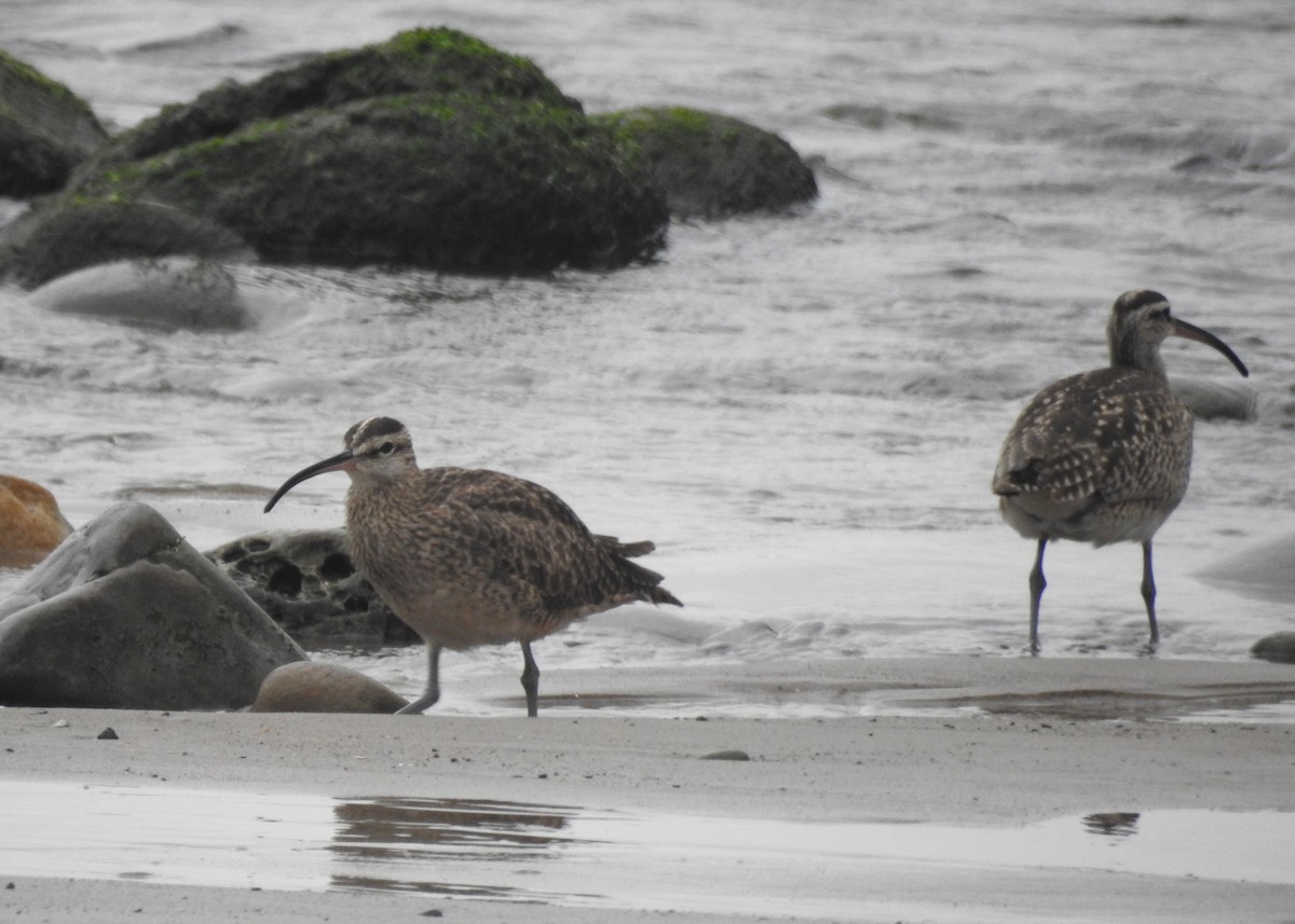 Whimbrel (Hudsonian) - ML609574119