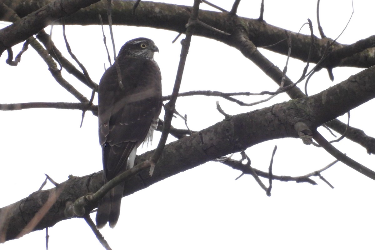 Eurasian Sparrowhawk - ML609574223