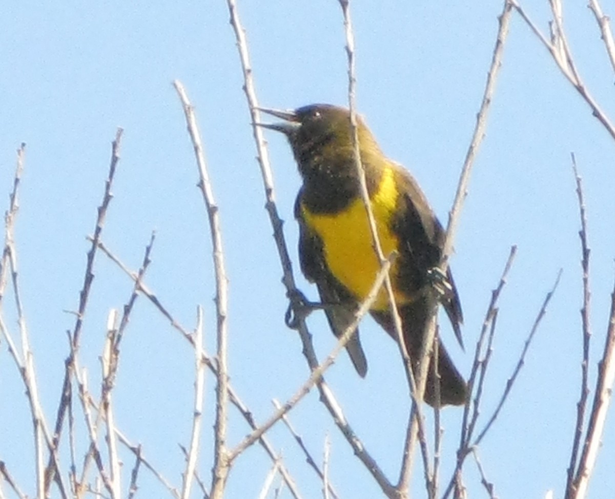 Brown-and-yellow Marshbird - Diego Castelli