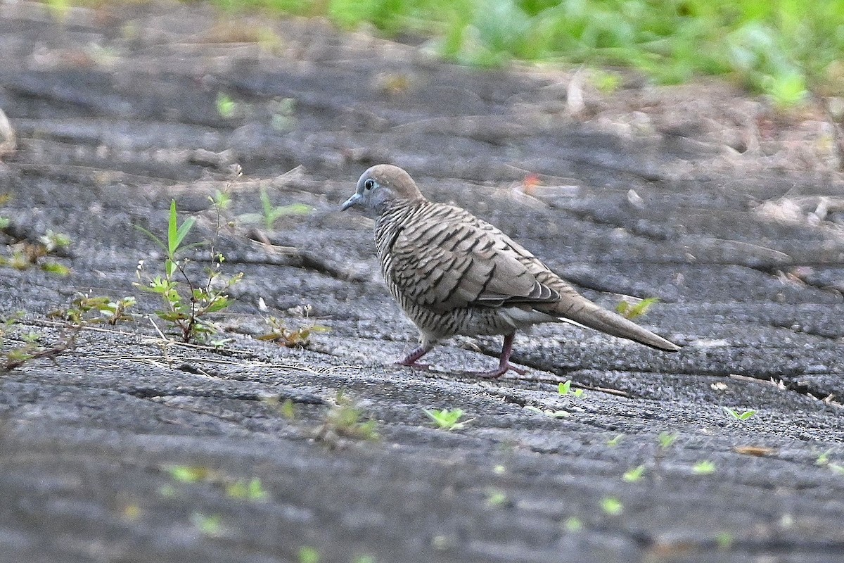 斑馬鳩 - ML609574268