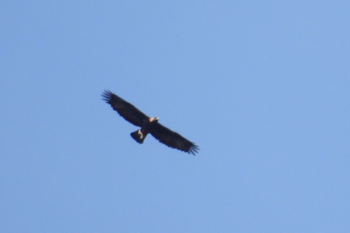 Golden Eagle - ML609574270