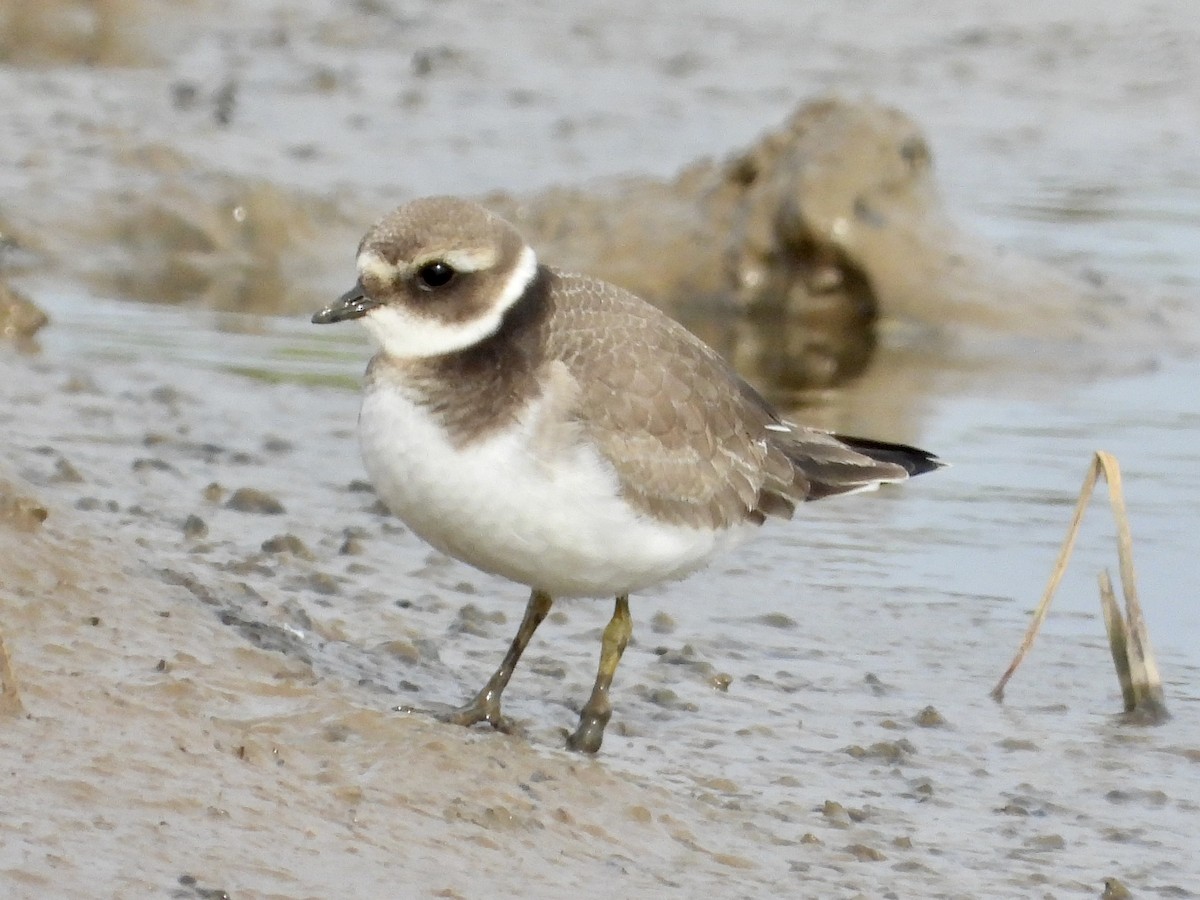 Common Ringed Plover - ML609574273