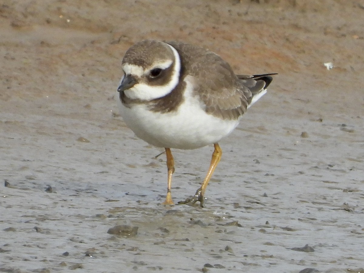 Common Ringed Plover - ML609574274