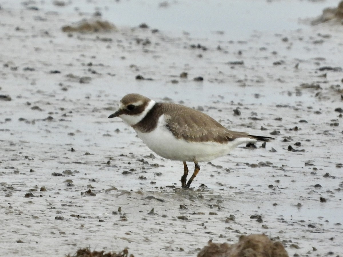 Common Ringed Plover - ML609574275