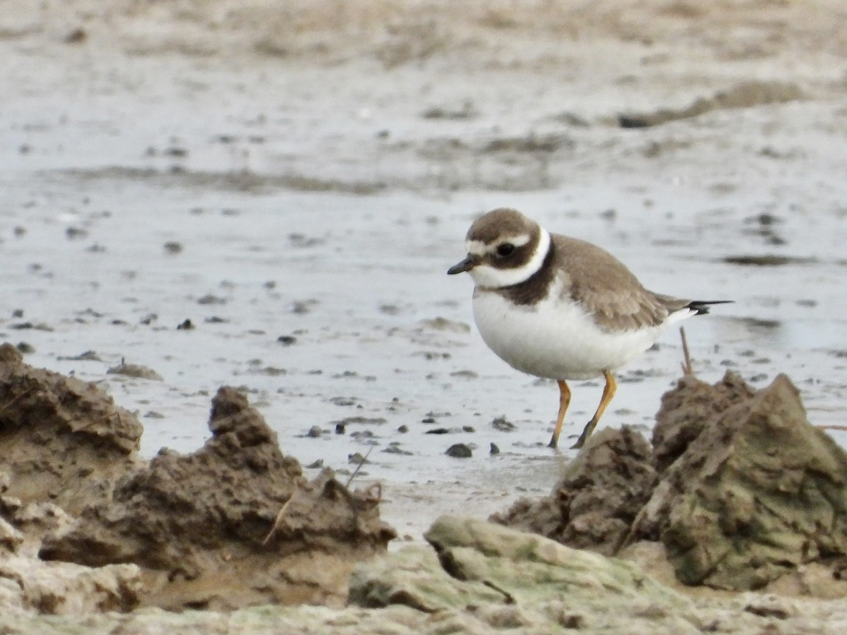 Common Ringed Plover - ML609574276