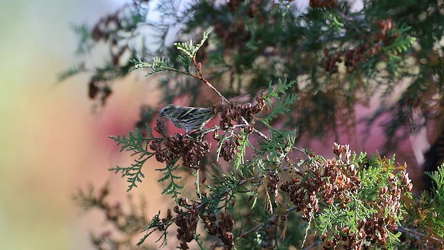 Eurasian Siskin - ML609574305