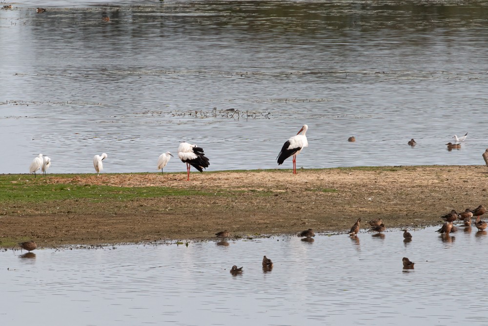 White Stork - ML609574307