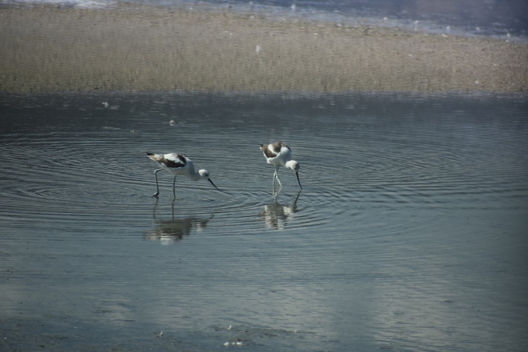 American Avocet - Ann Robben Dott