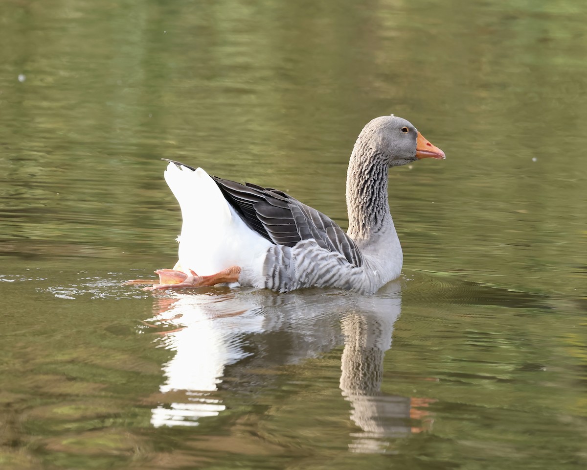 Graylag Goose (Domestic type) - ML609574385