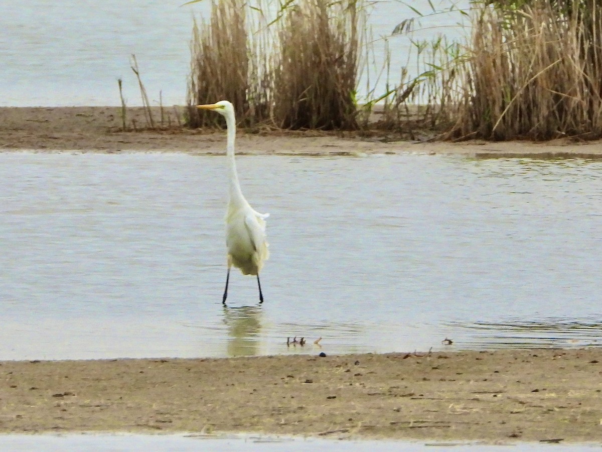 Great Egret - ML609574395