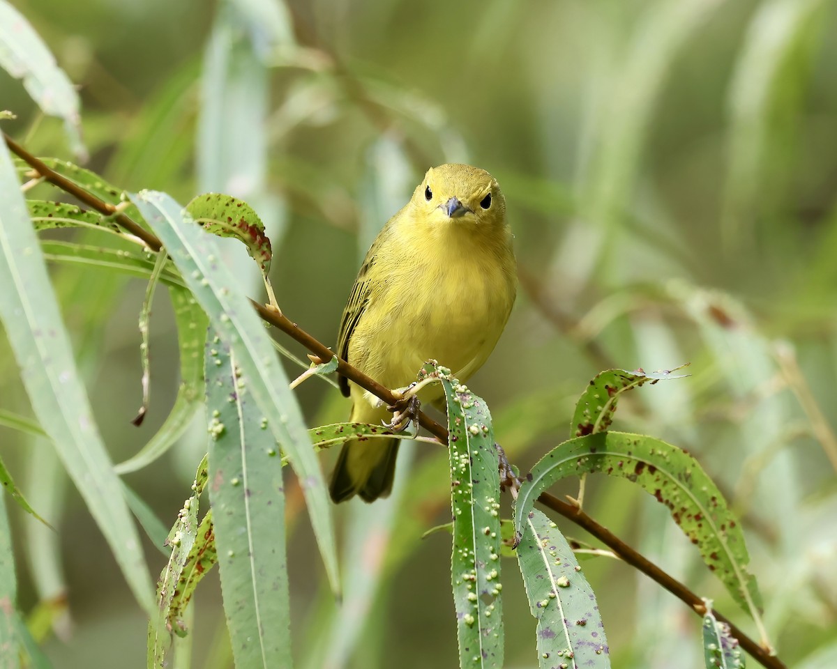 Yellow Warbler - ML609574442