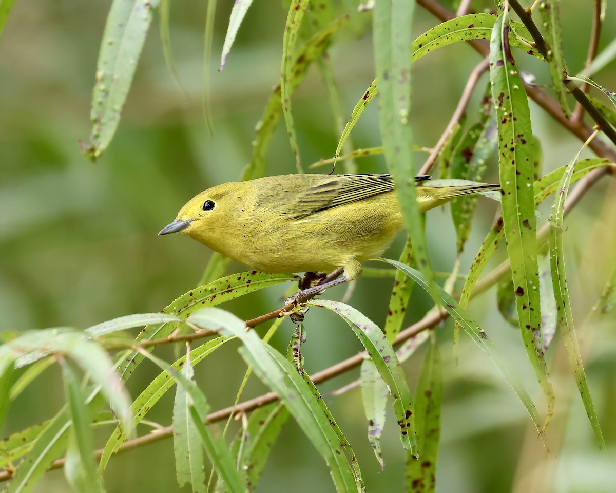 Yellow Warbler - ML609574443