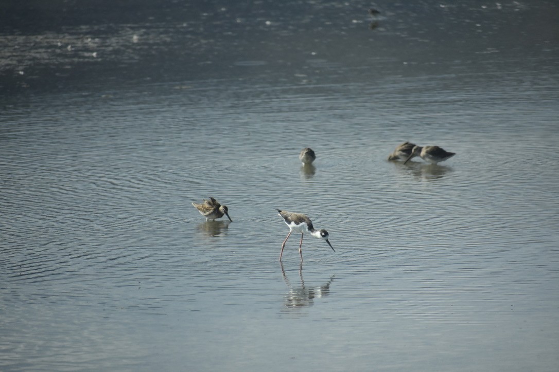 Black-necked Stilt - ML609574459