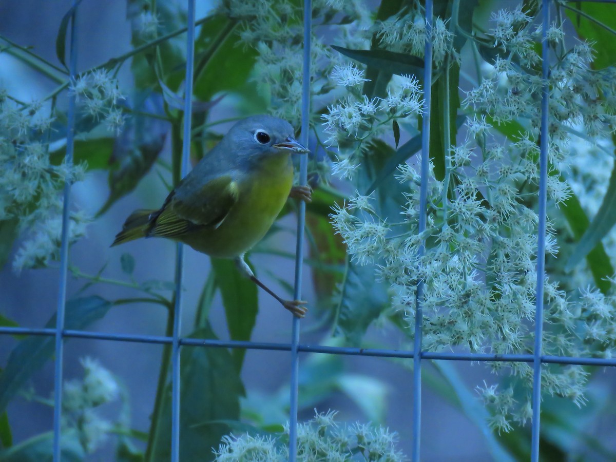 Nashville Warbler - ML609574489