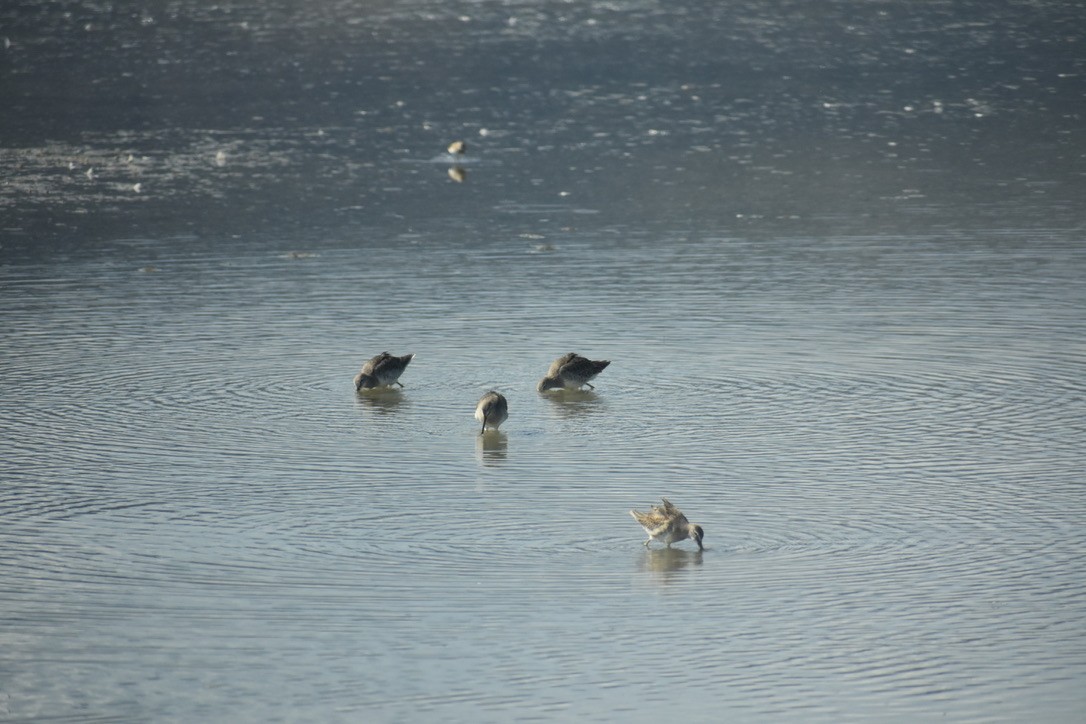 langnebbekkasinsnipe - ML609574520