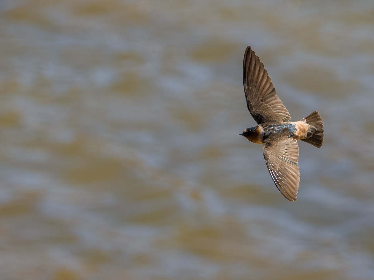 Cliff Swallow - J. Marcos Benito