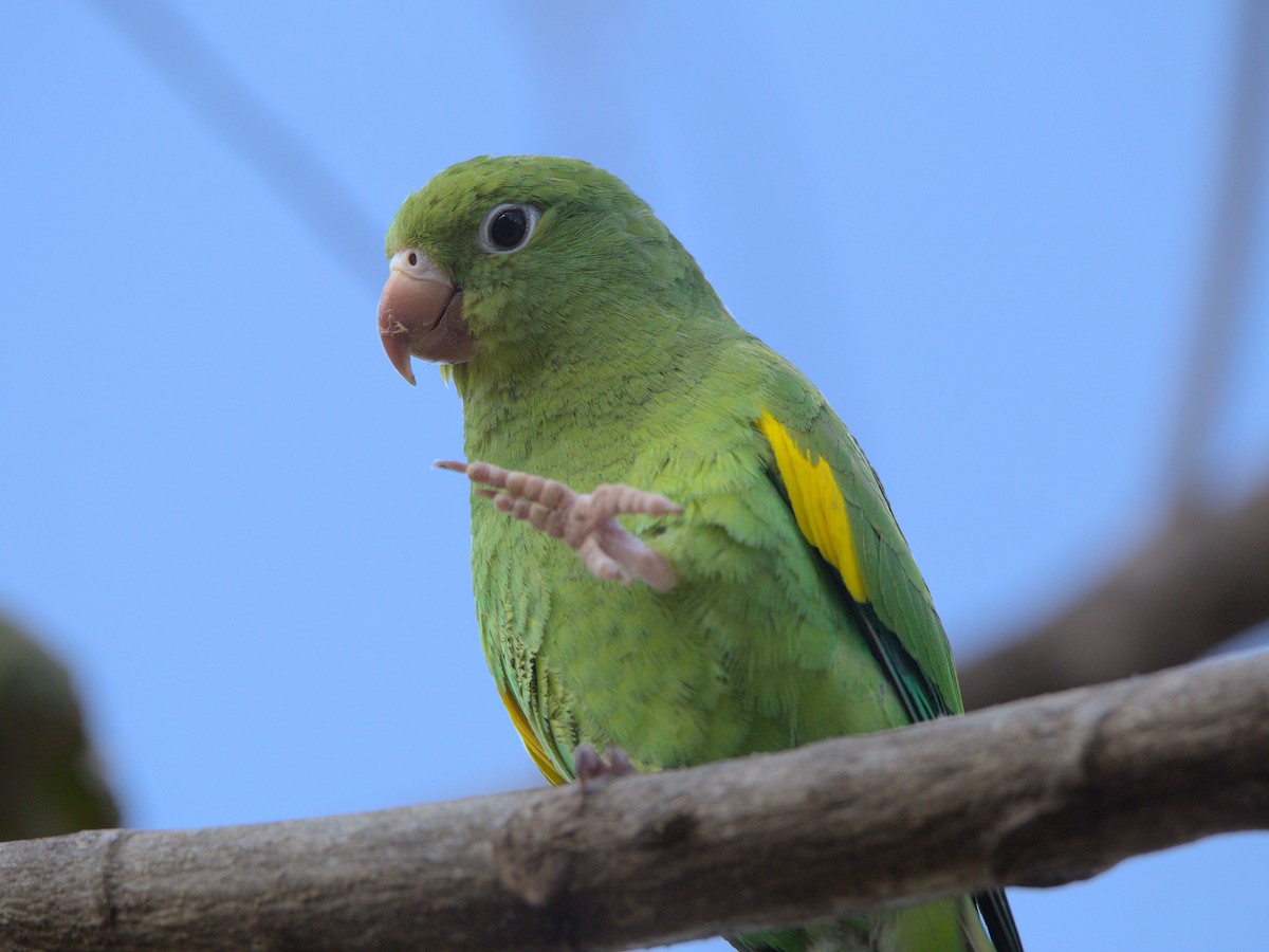 Yellow-chevroned Parakeet - ML609574592